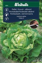 Hovedsalat, såbånd 'Attraction'